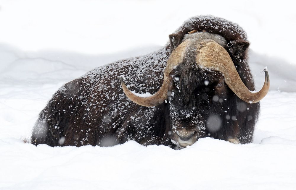 Photograph by Бибичков Михаил
