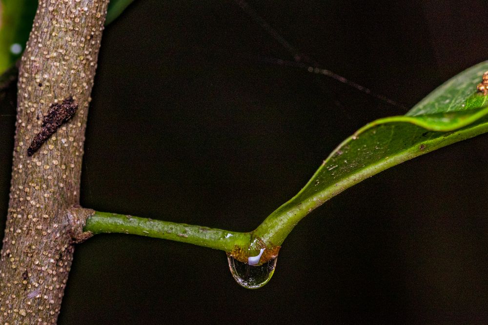 Photograph by Trivet Antony