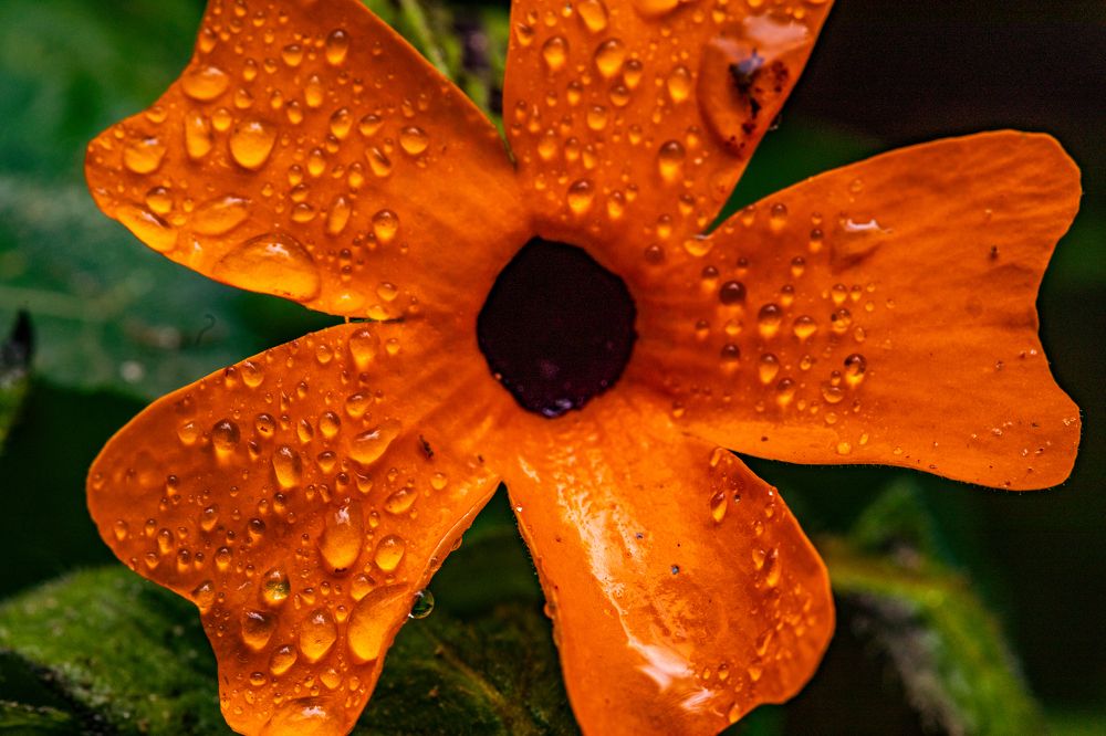 Photograph by Trivet Antony