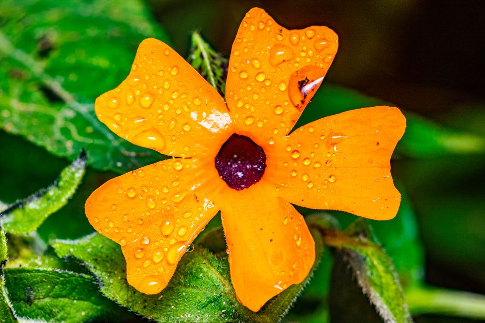 Photograph by Trivet Antony