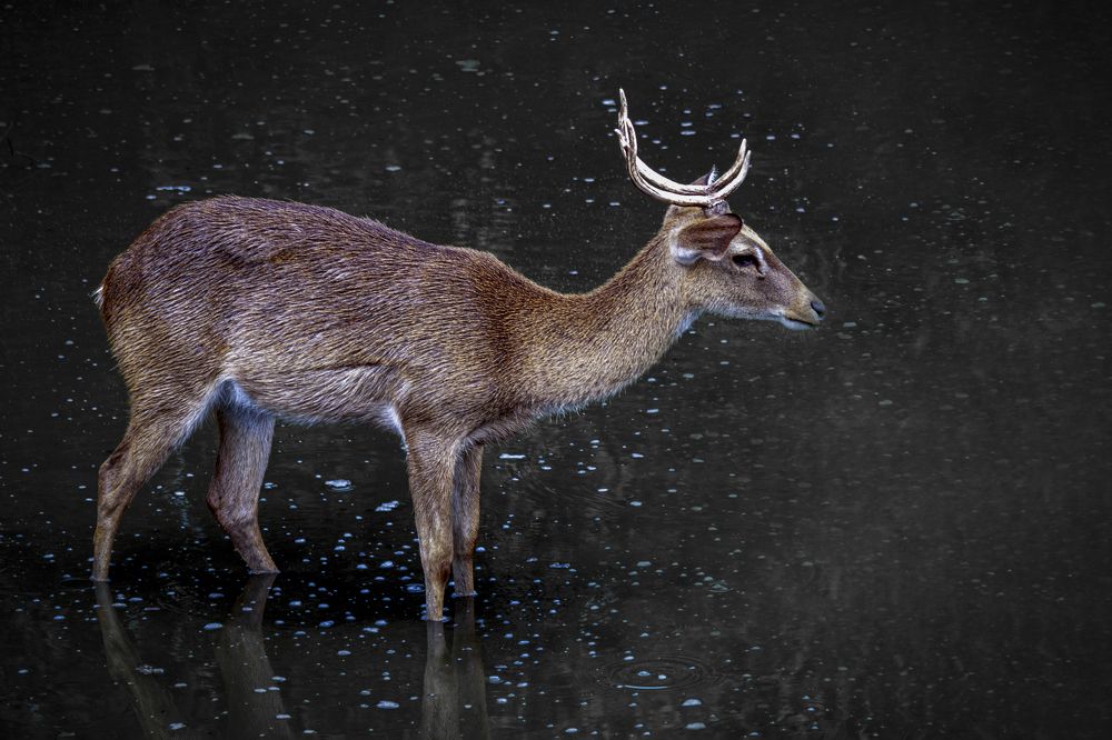 Фотография автора ChonTin NeCoTi