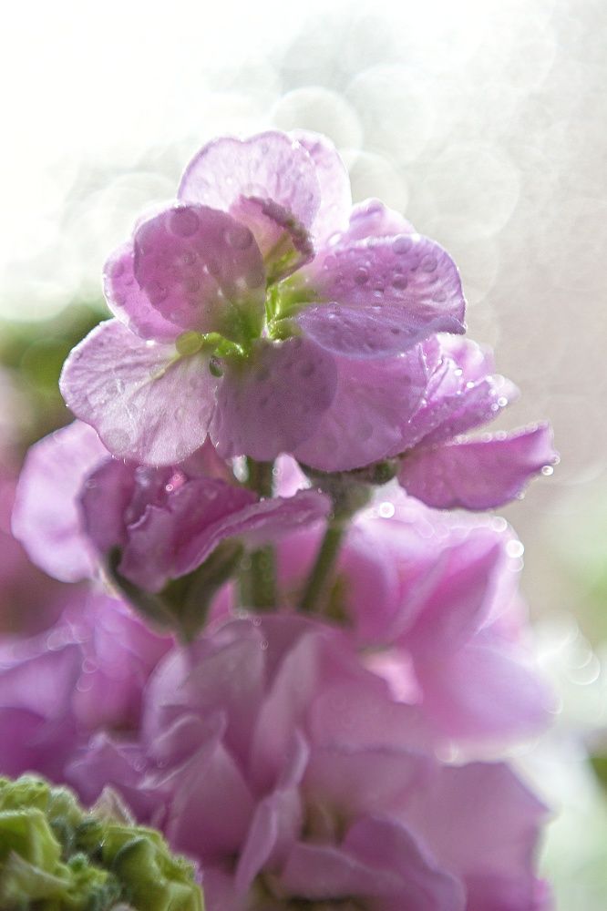 Фотография автора Екатерина Першина