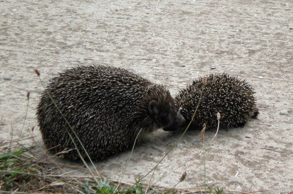 Photograph by Савоцкий Роман