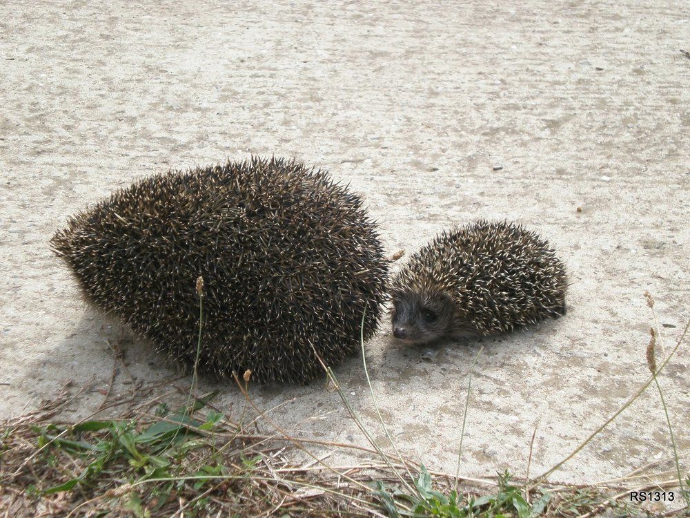 Фотография автора Роман Савоцкий