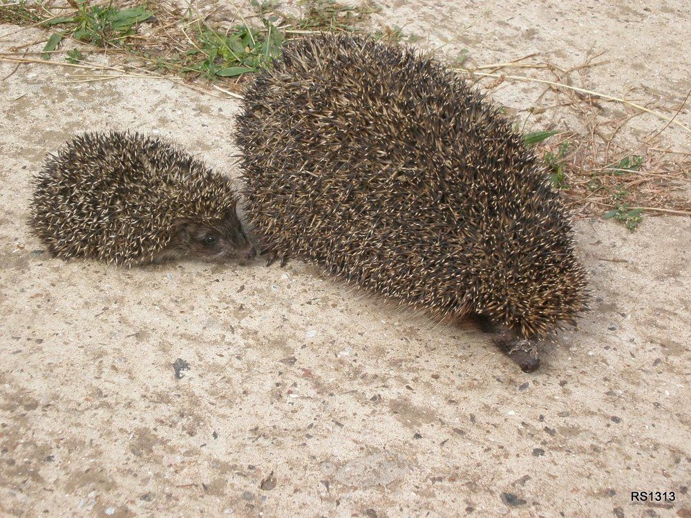 Фотография автора Роман Савоцкий