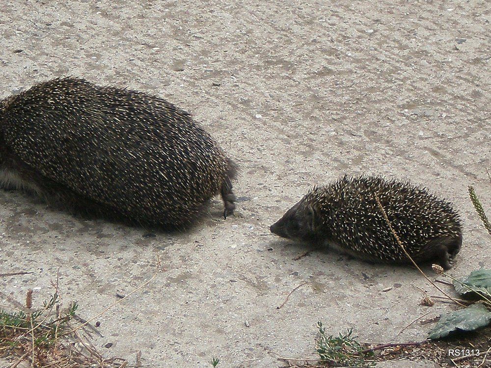Фотография автора Роман Савоцкий