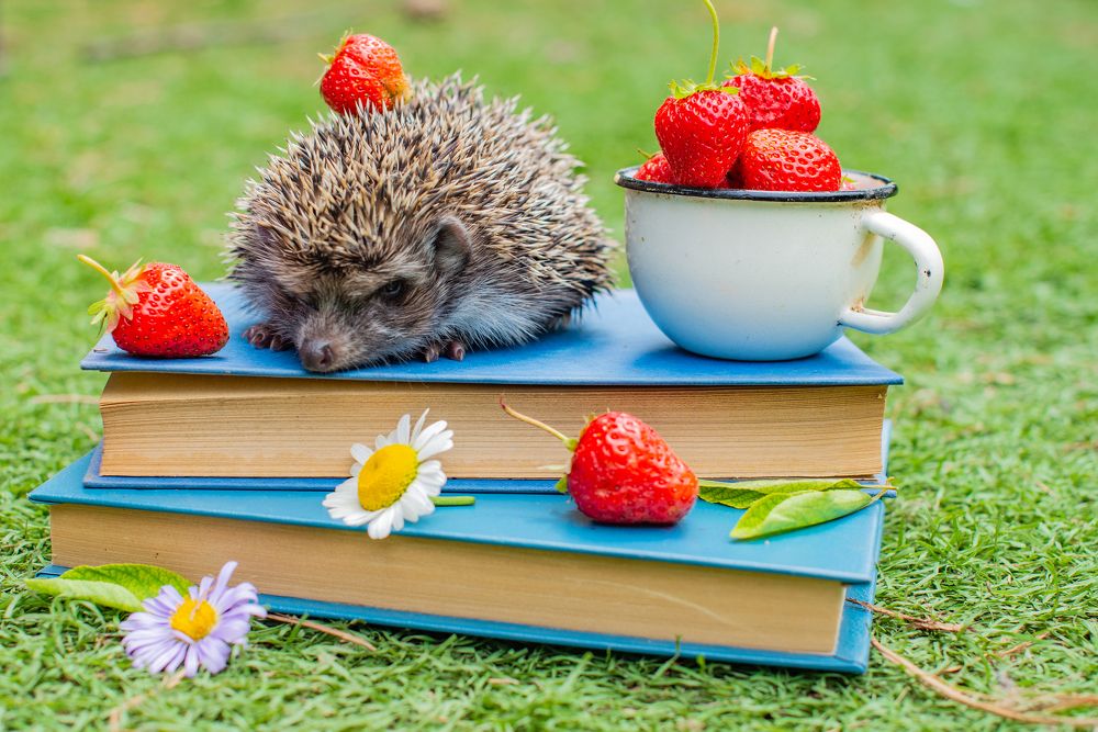 Photograph by Darina