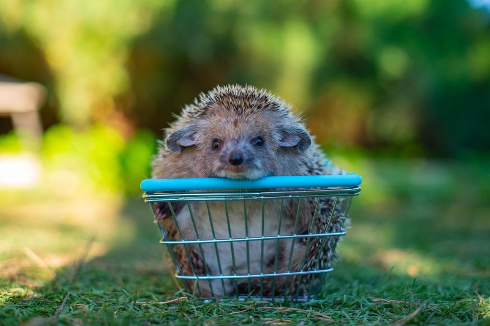 Photograph by Darina