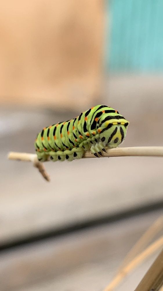 Фотография автора Света Раннева