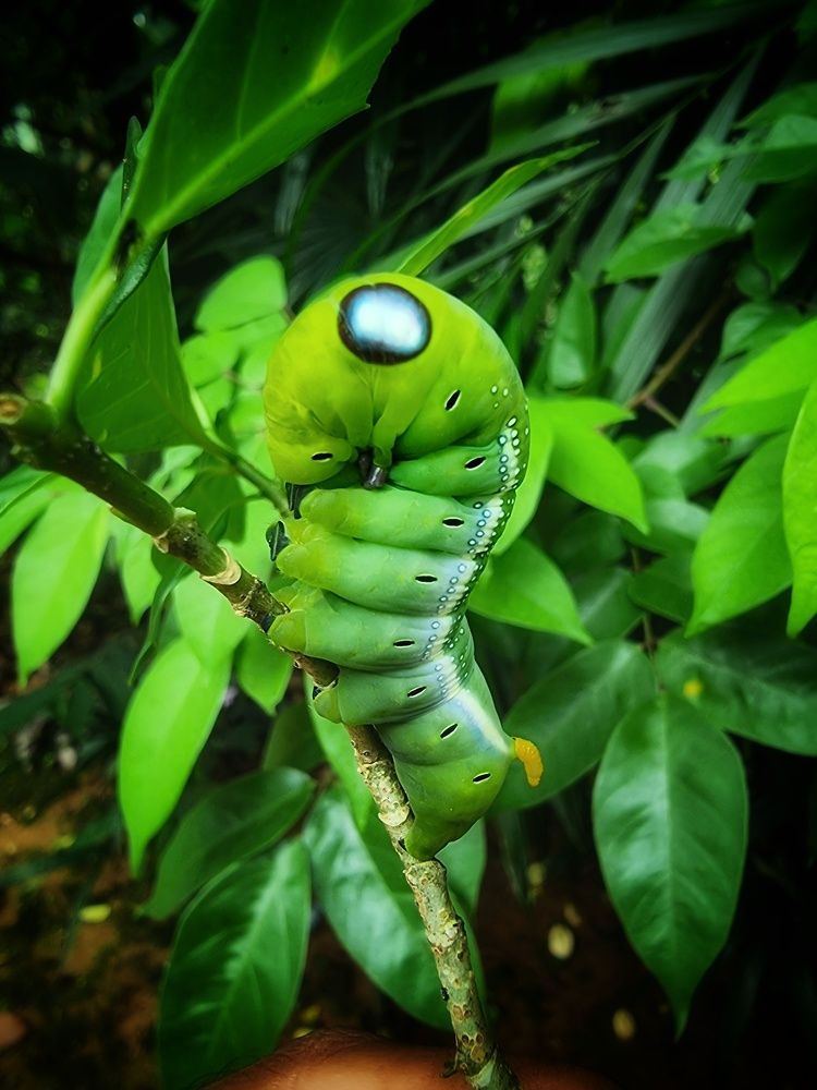 Photograph by Buddhika Dinuranga