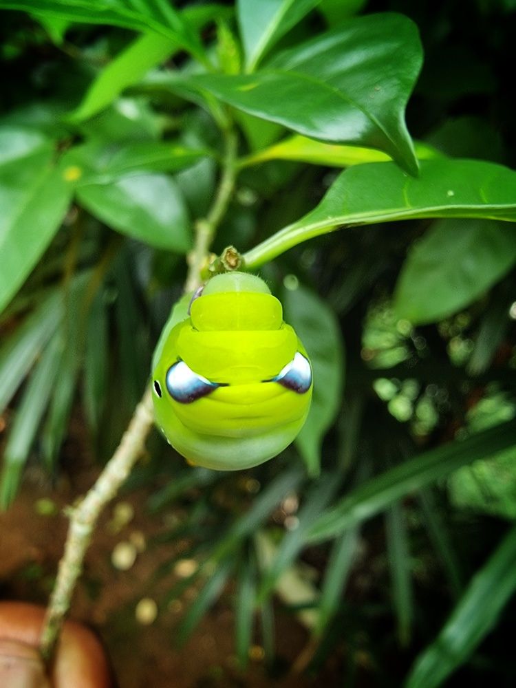 Photograph by Buddhika Dinuranga