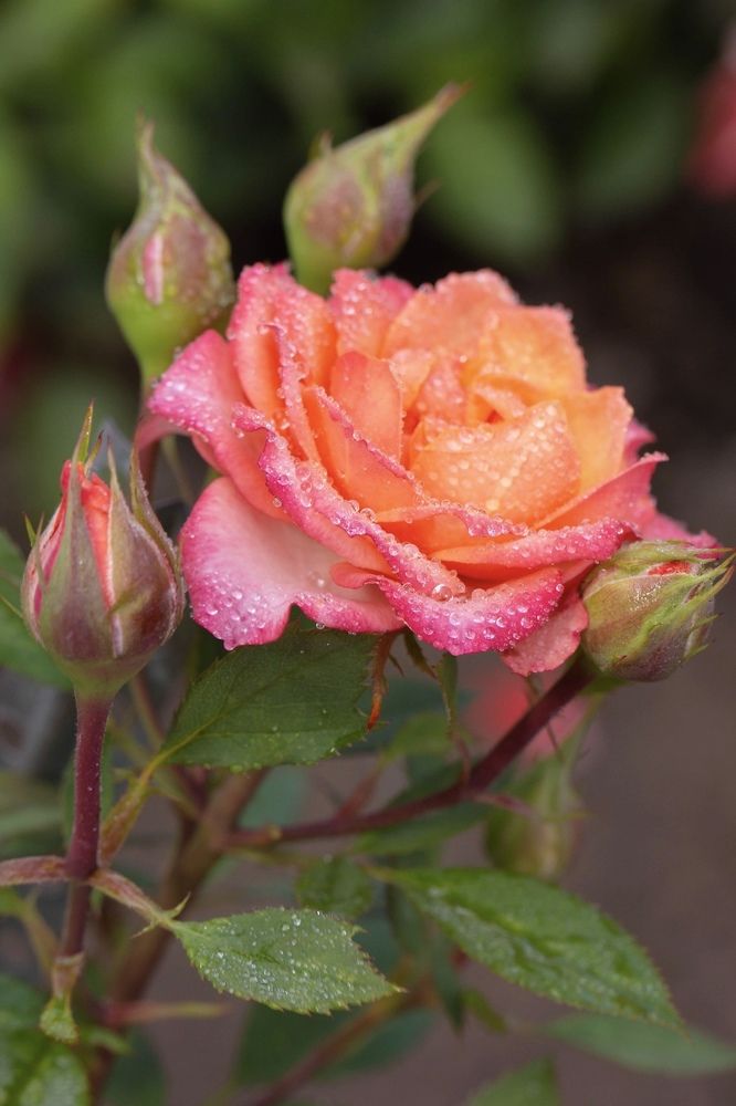 Фотография автора Ираида Гайфуллина