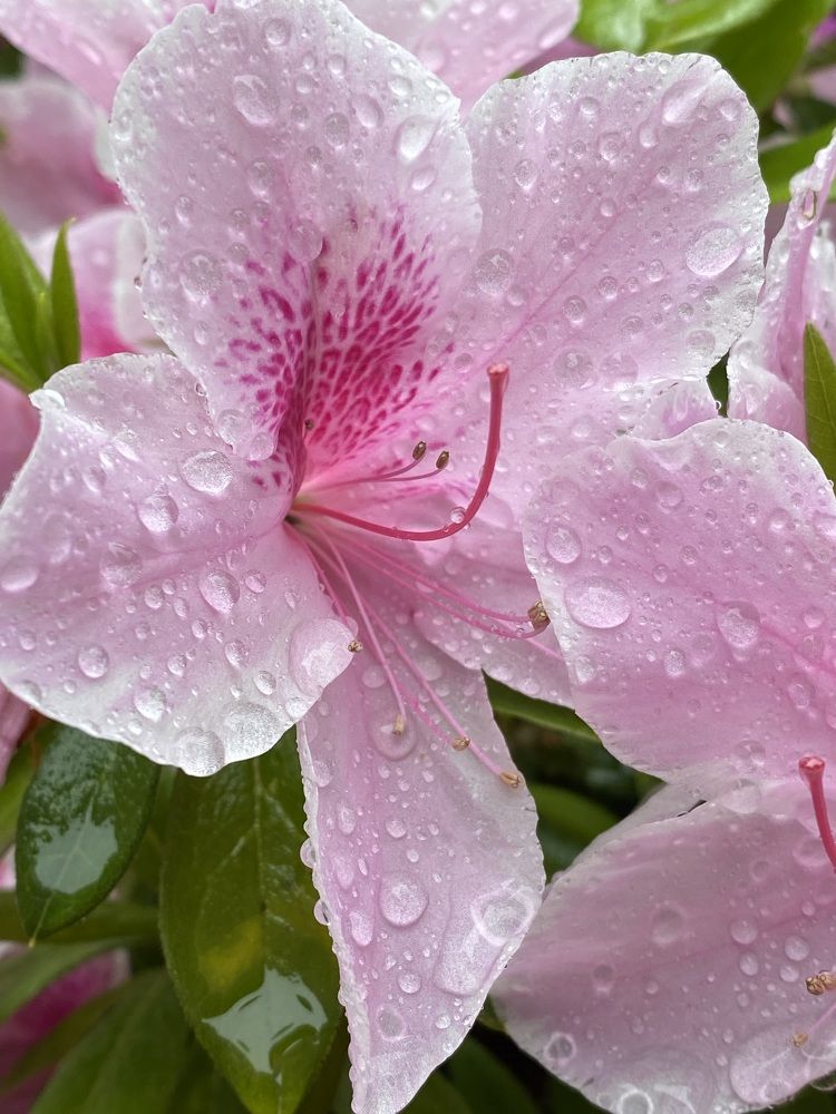 Фотография автора Ирина Бакалова