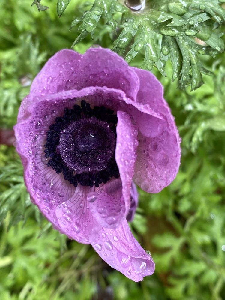 Фотография автора Ирина Бакалова