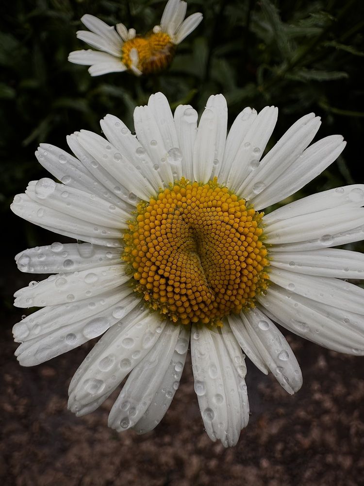 Фотография автора Юлия Косинова