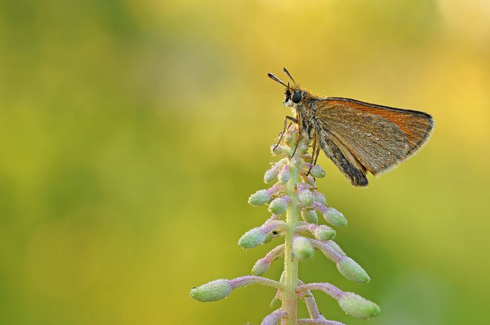 Photograph by Чепленко Алексей