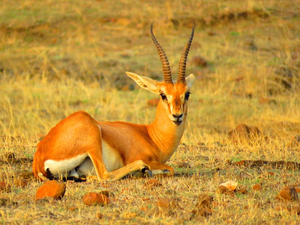 Young gazelle basking in the evening sunlight