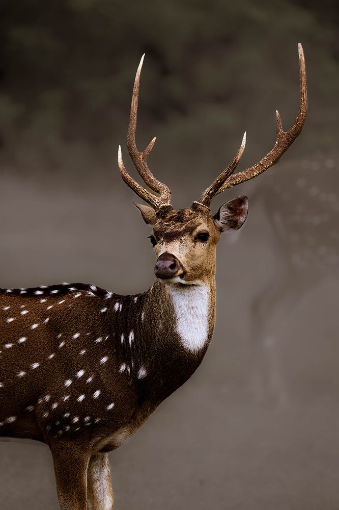 That Look:  Sri Lankan Ceylon Deer