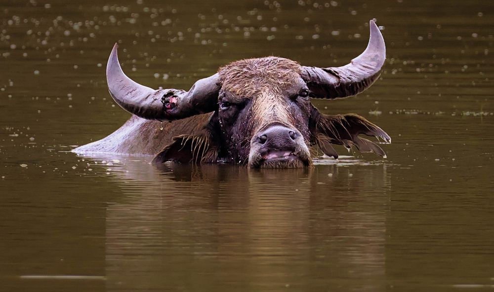 Bathing Asian Wild Bufflo