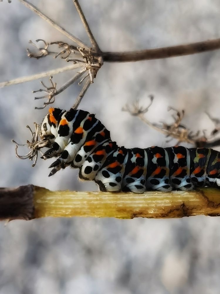 Photograph by Volkan Özdemir