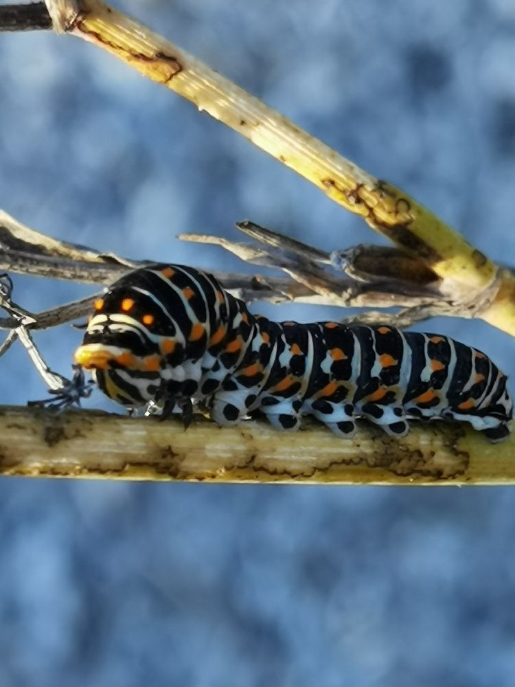 Photograph by Volkan Özdemir