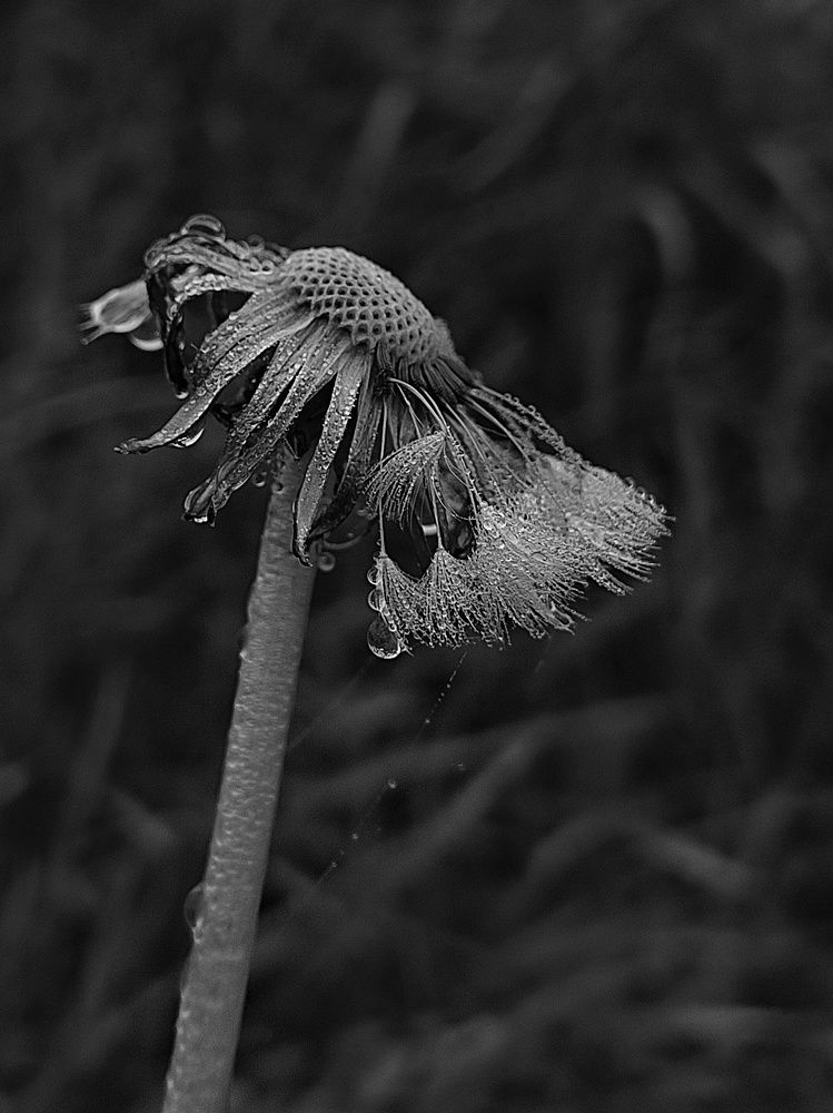 Фотография автора Инга Шевелёва