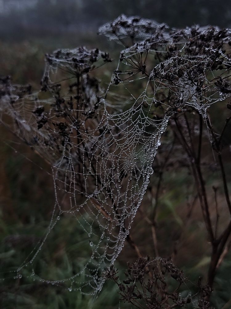 Фотография автора Инга Шевелёва