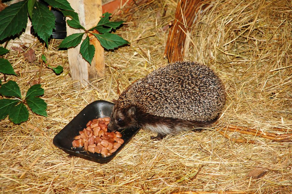 Photograph by Ольга Дядченко