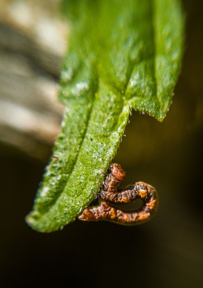 Photograph by Алексей Крукович