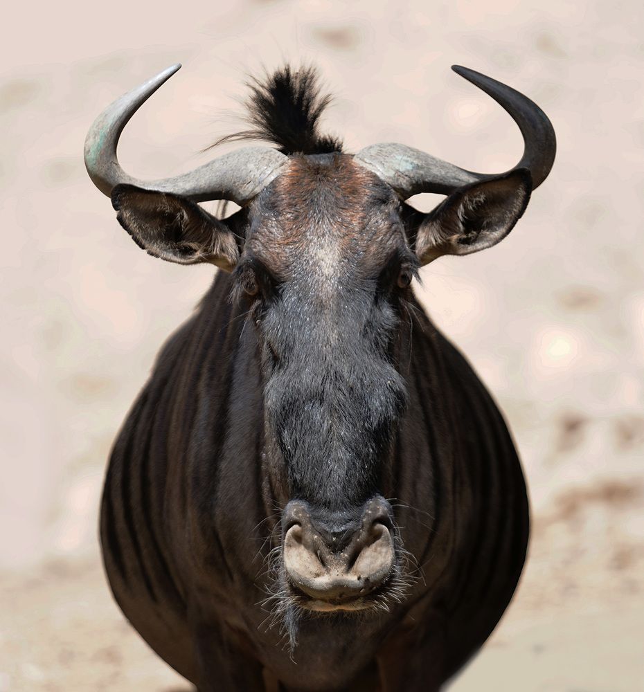 Фотография автора Raed Victor Saad