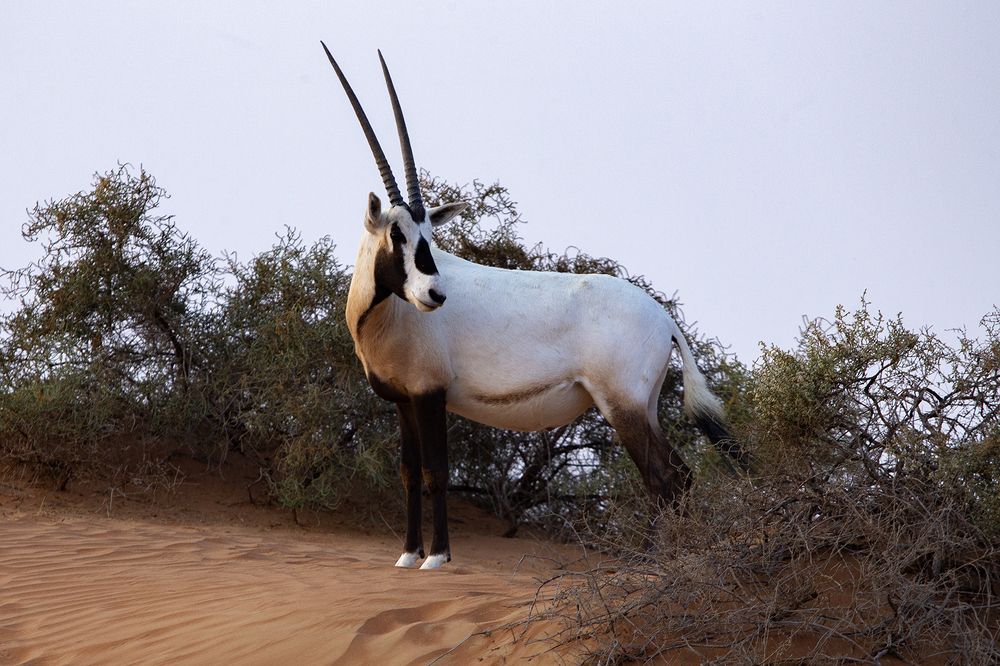 Фотография автора Abie Davies Thekkanath