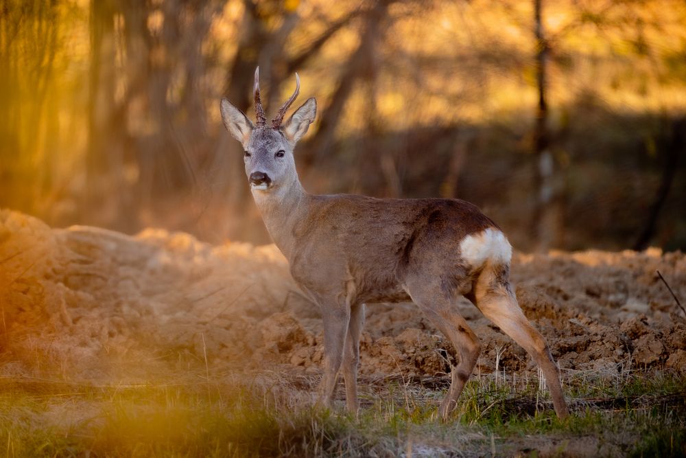 Фотография автора Alin Bicas