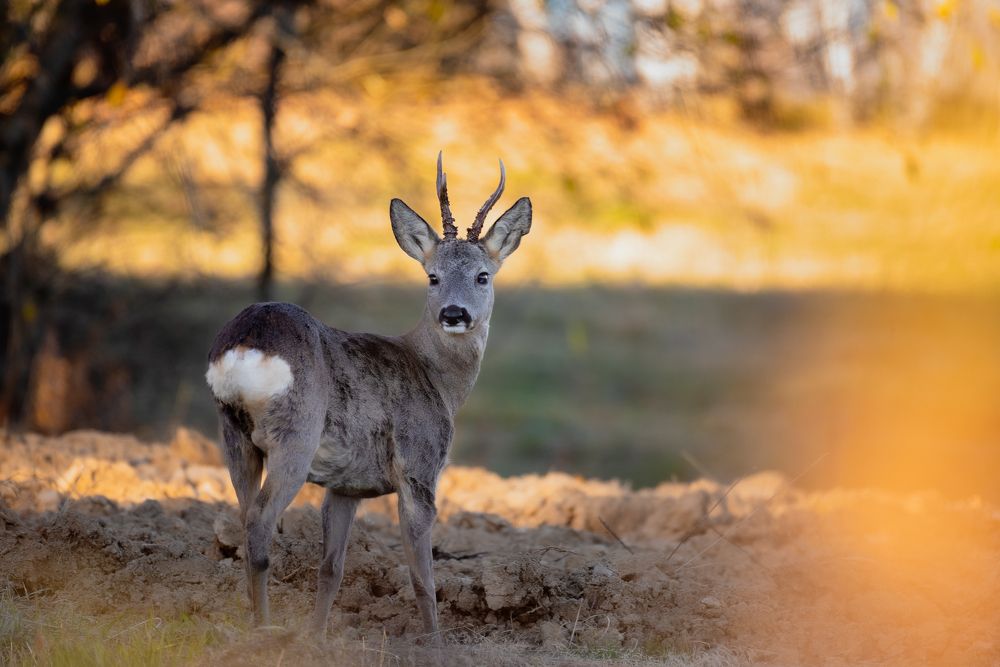 Фотография автора Alin Bicas
