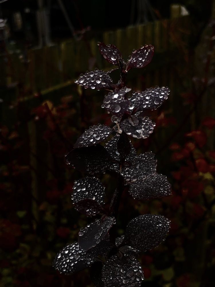 Photograph by Светлана Долганова