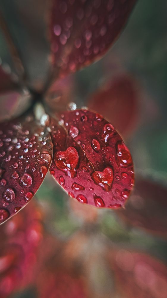 Photograph by Irina Chka