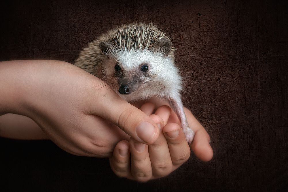 Счастье в ладошках