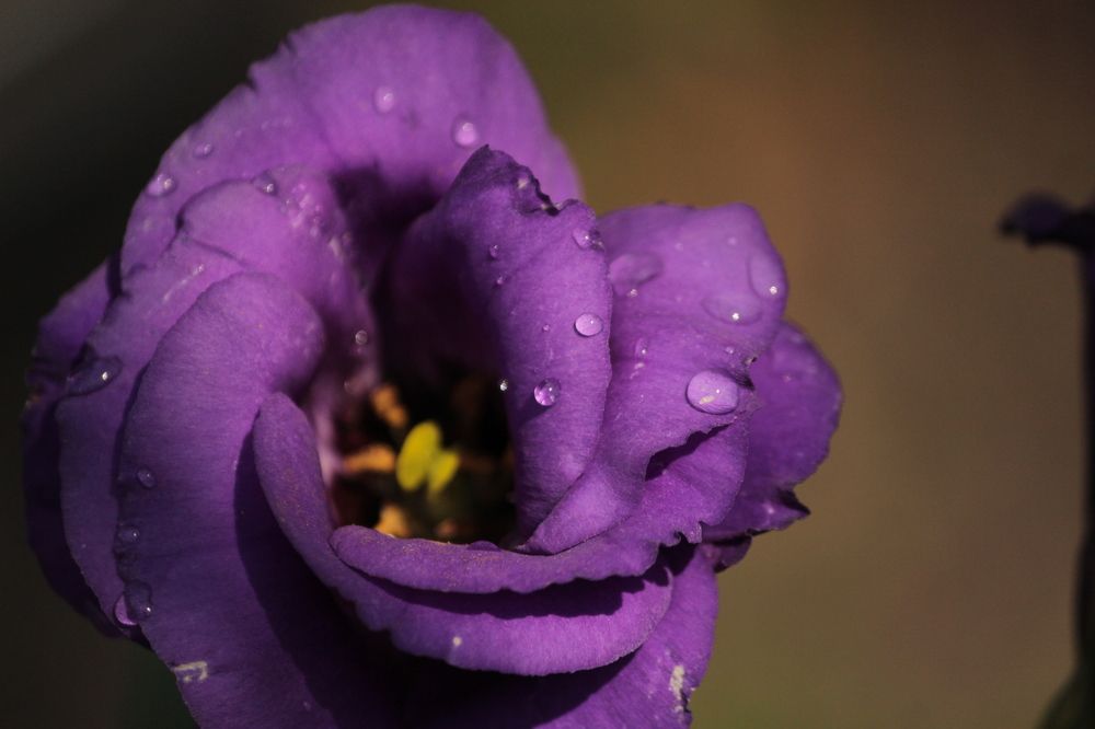 Photograph by Екатерина Александровна