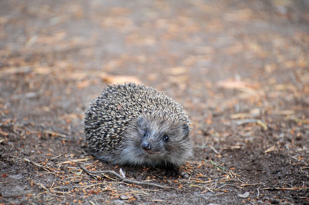 Photograph by Юрий Яковлев