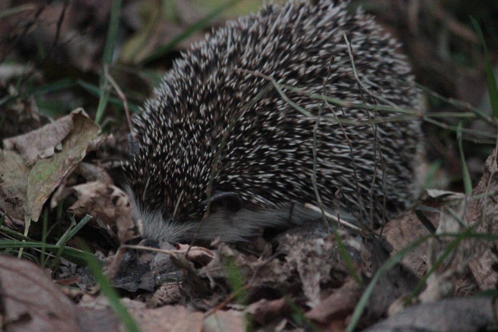 Photograph by Екатерина Александровна
