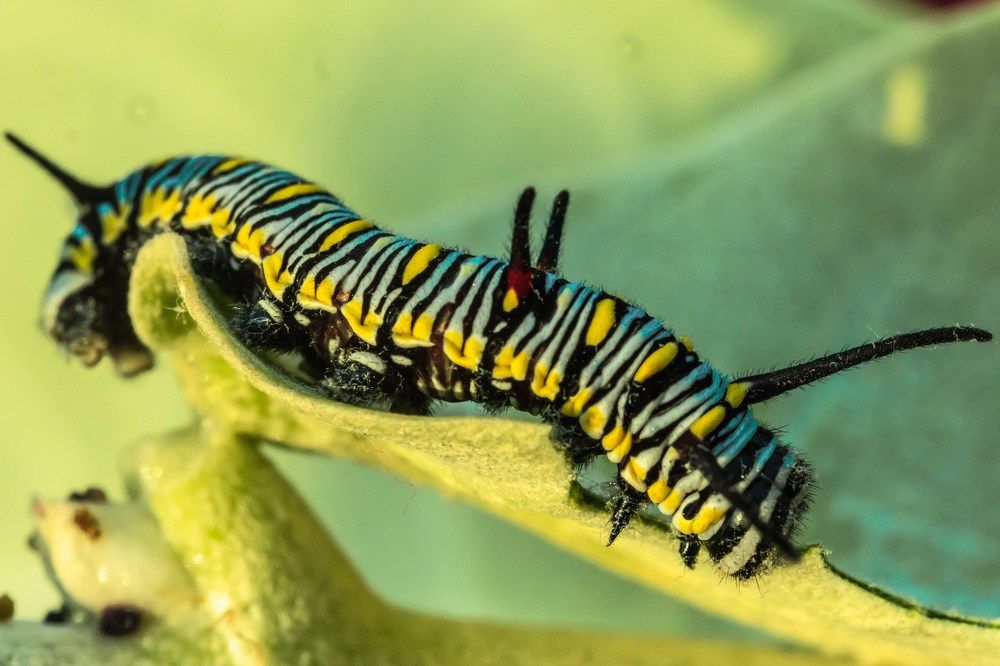 Photograph by Ajith Maniyan