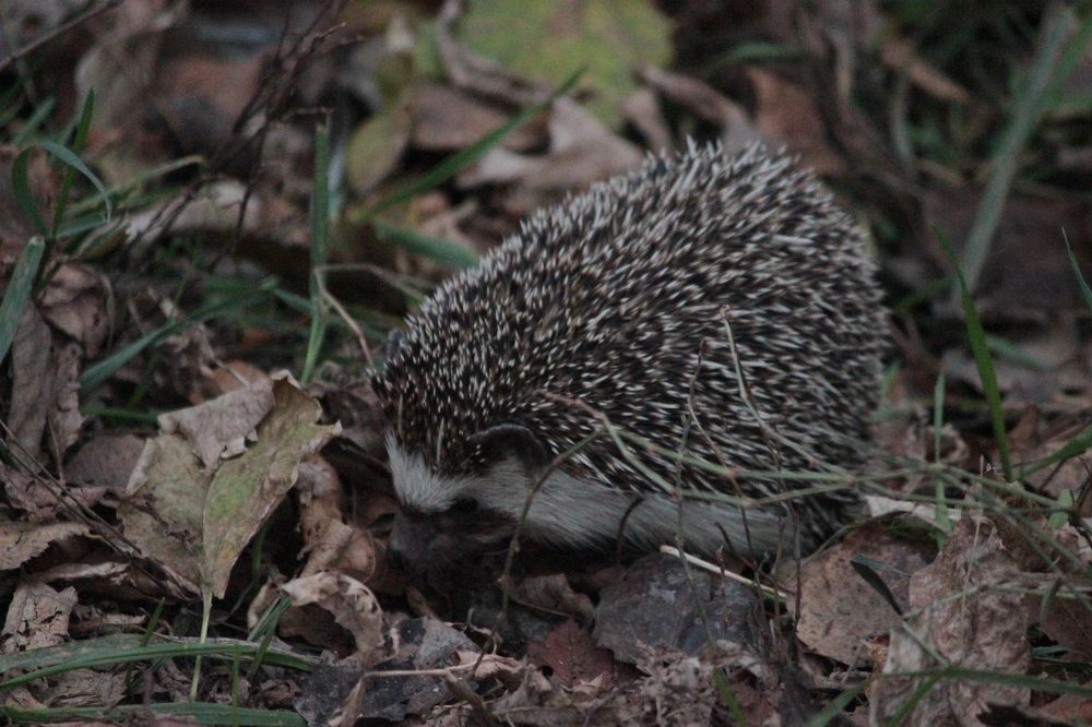 Photograph by Екатерина Александровна