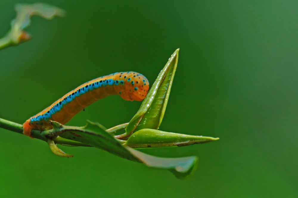 Photograph by Ajith Maniyan