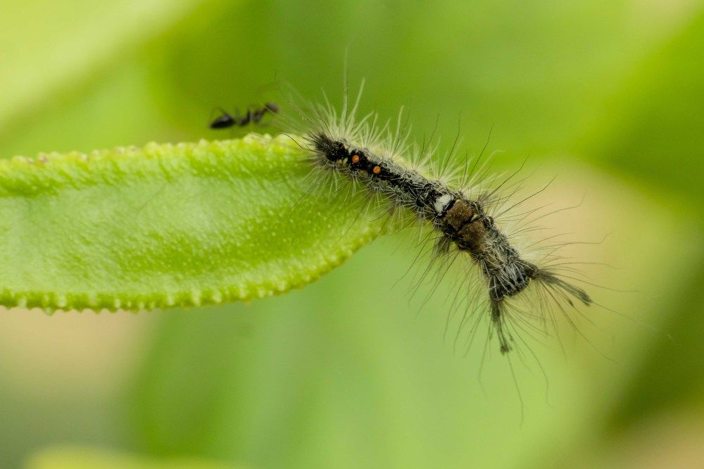 Photograph by Ajith Maniyan