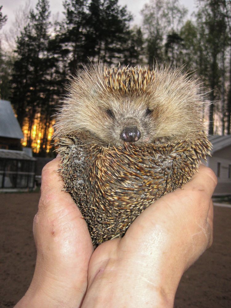 Photograph by Карина Заводчикова