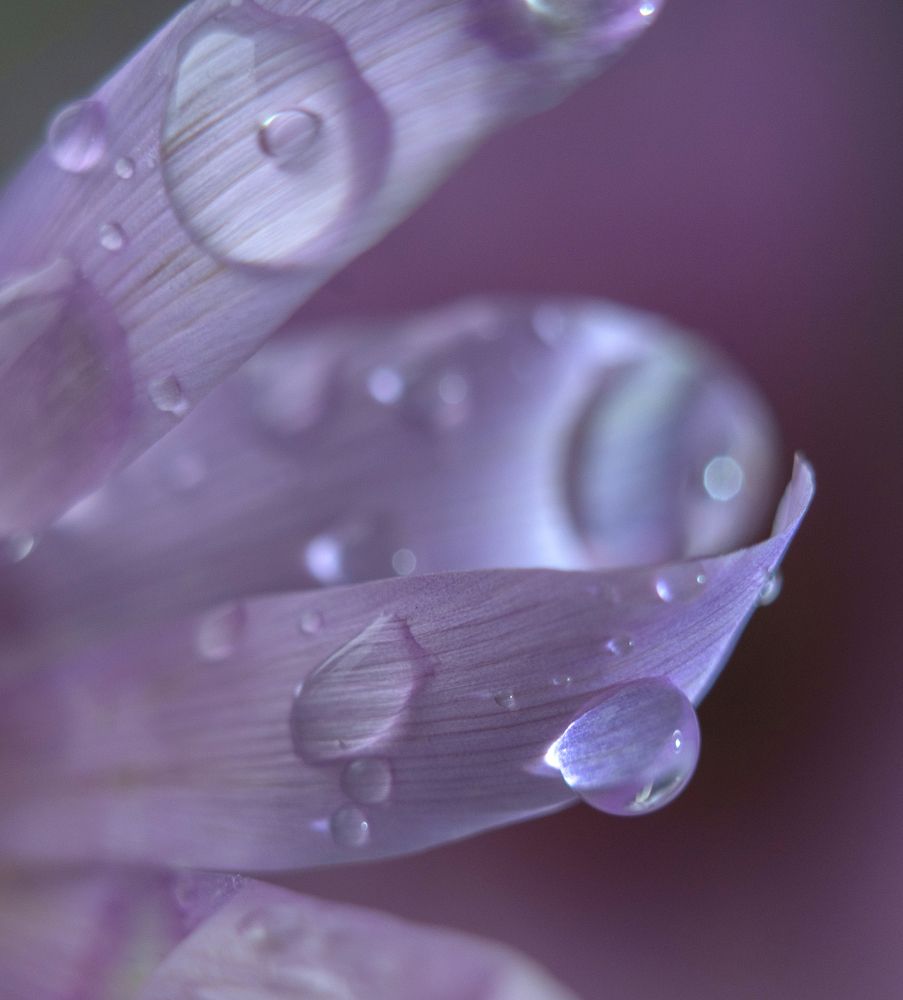 Фотография автора Шипунова Ирина