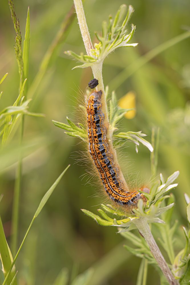 Photograph by Бурикова Екатерина