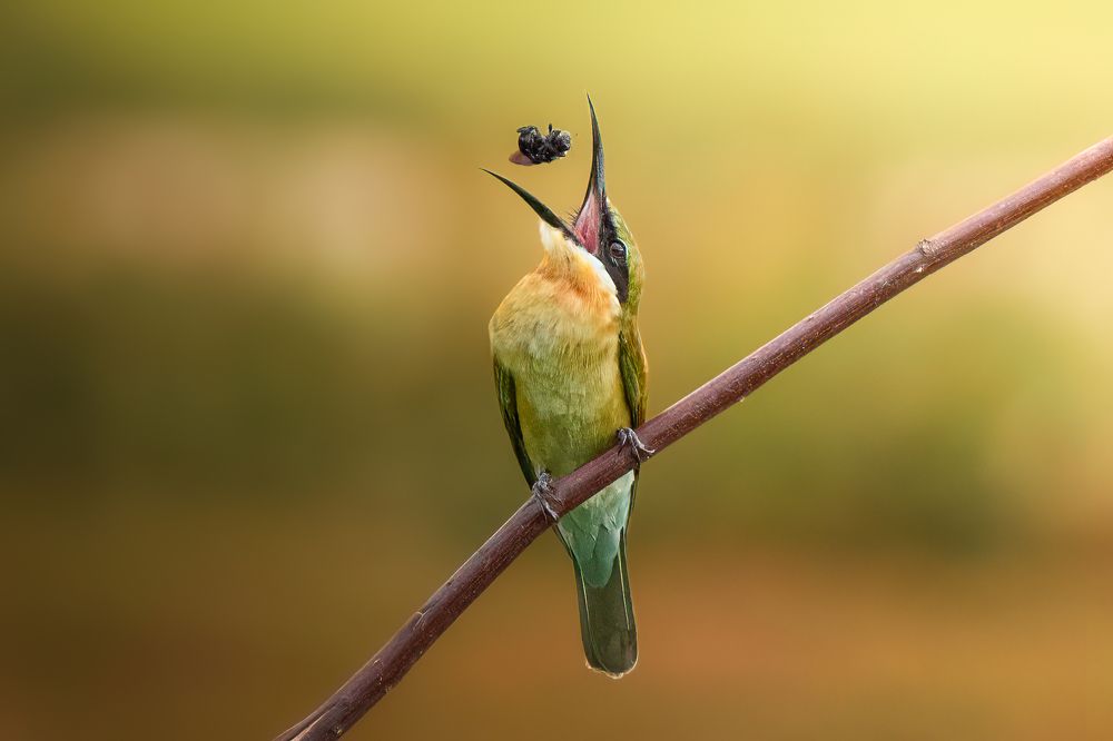 Photograph by Pham Anh Vu