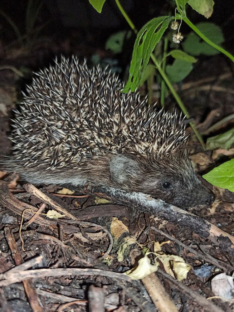 Photograph by Ирина Дегтярева