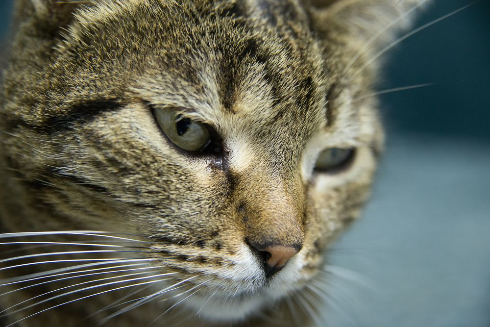 Photograph by Максим Торохов