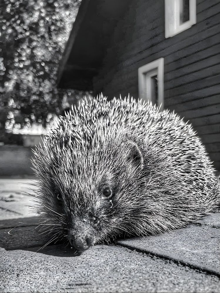 Photograph by Александра Кропивка